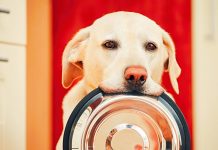 best dog food for sensitive skin
