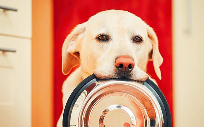 best dog food for sensitive skin
