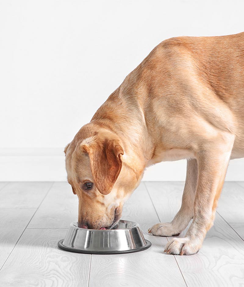 best dog food for sensitive skin