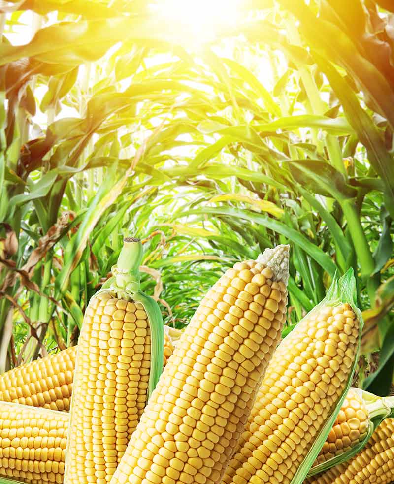 is sweet corn good for dogs