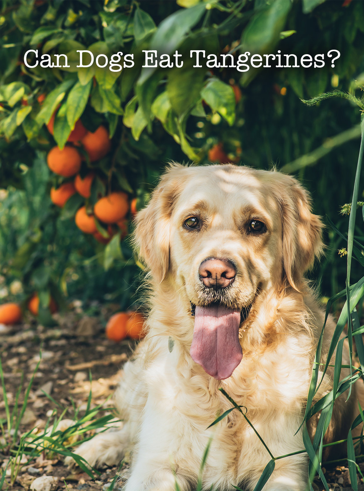 can dogs eat tangerines?