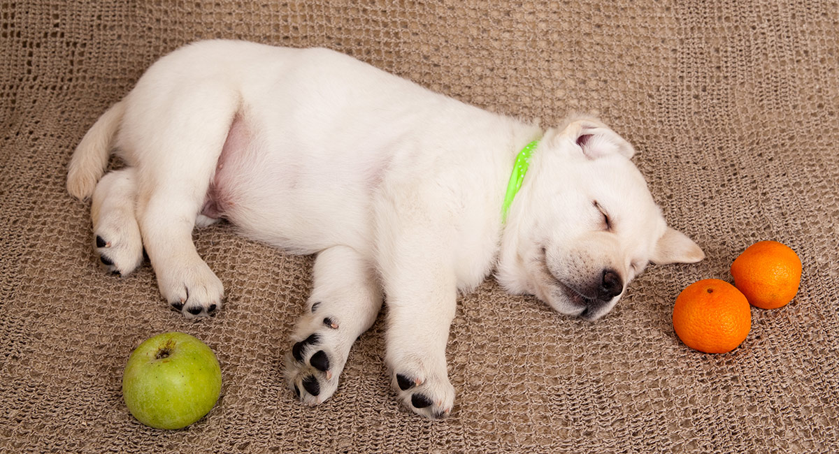 can dogs have tangerines?