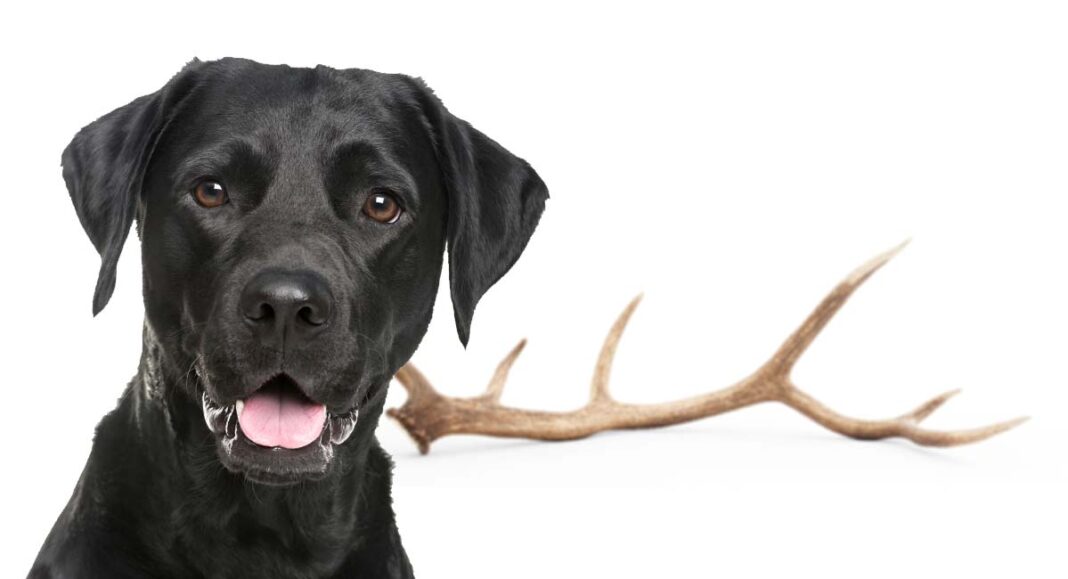 Are Antlers Safe For Dogs? A Guide To Antlers For Dogs