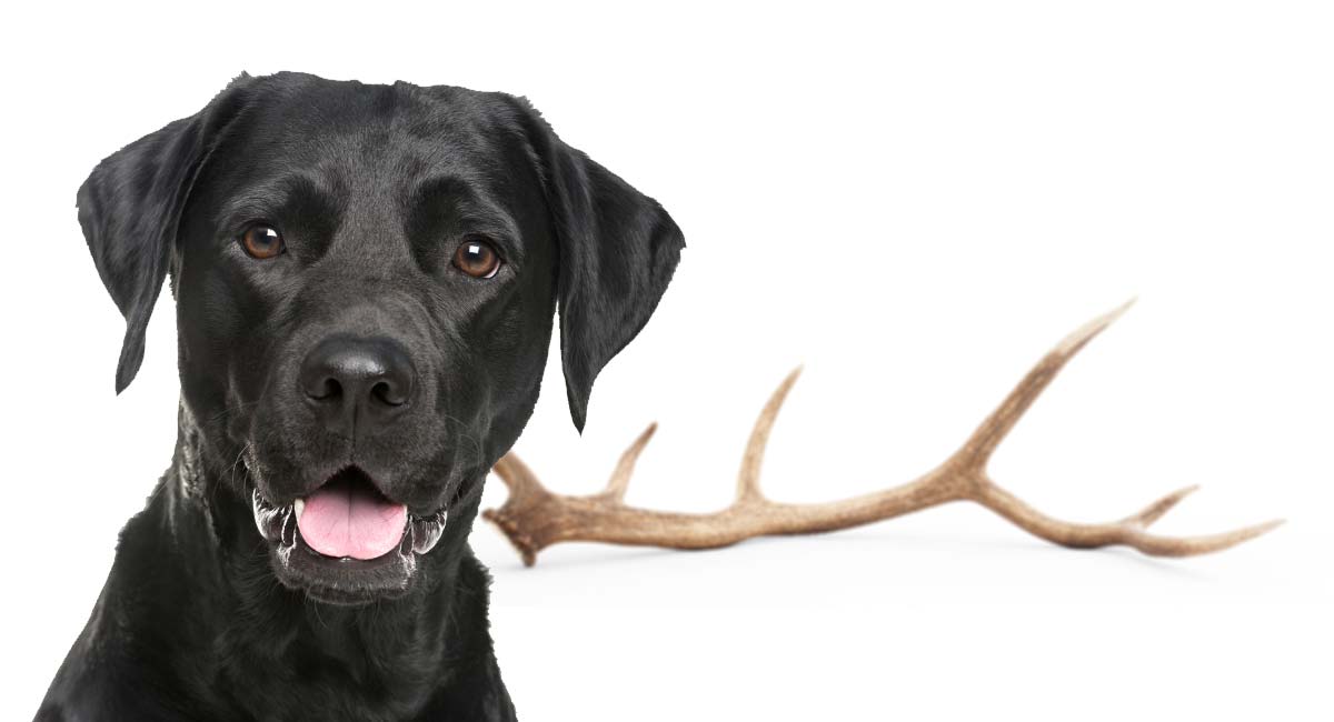 antler bones for puppies