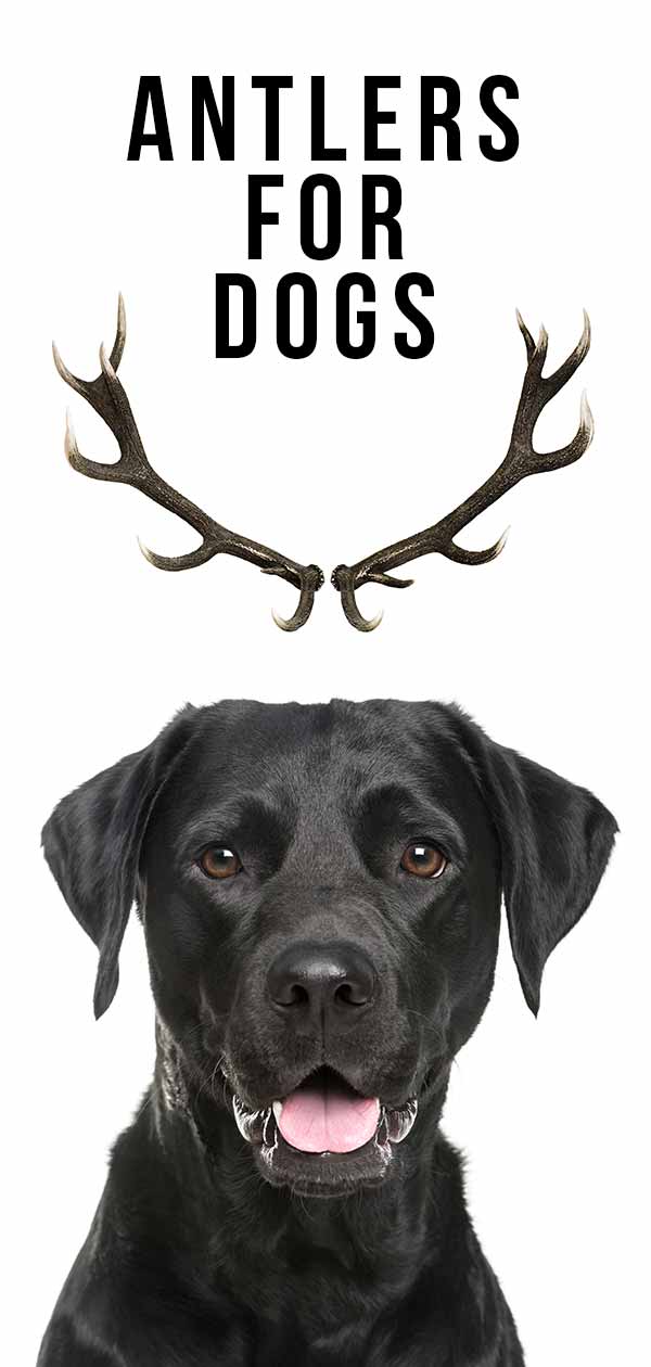 antlers for dogs