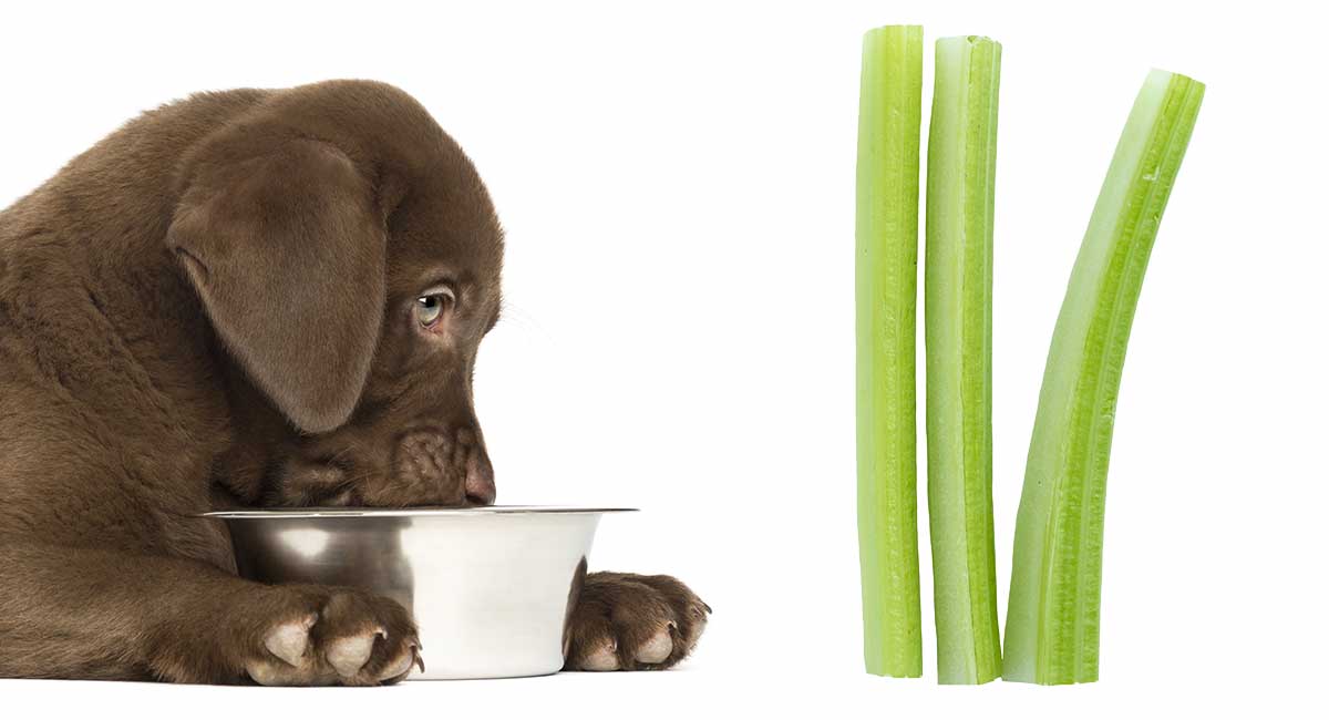 can my dog have celery