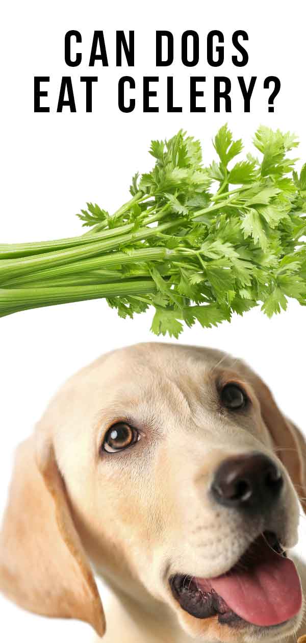 Can puppies on sale eat celery