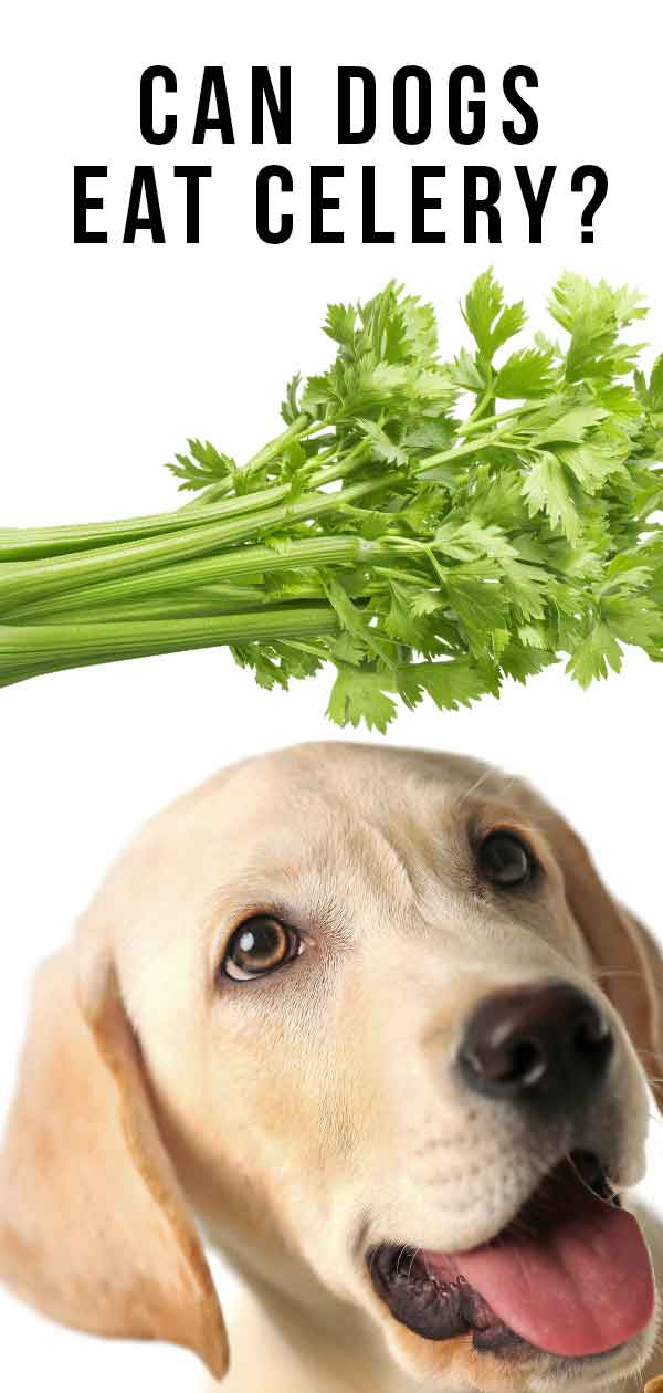 Can Dogs Eat Celery? A Complete Guide 