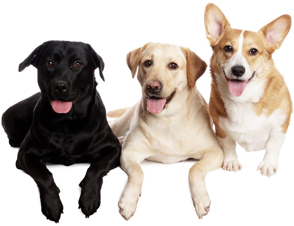 Lab Mix A Complete Guide To The