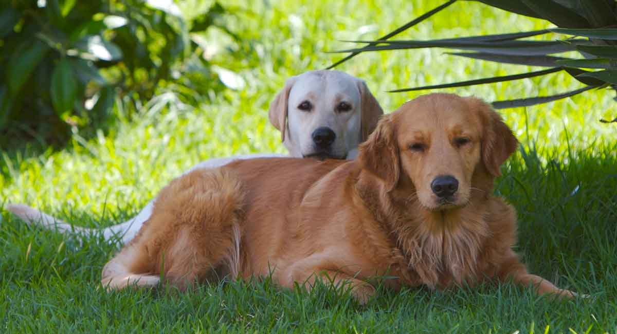 gold labradors