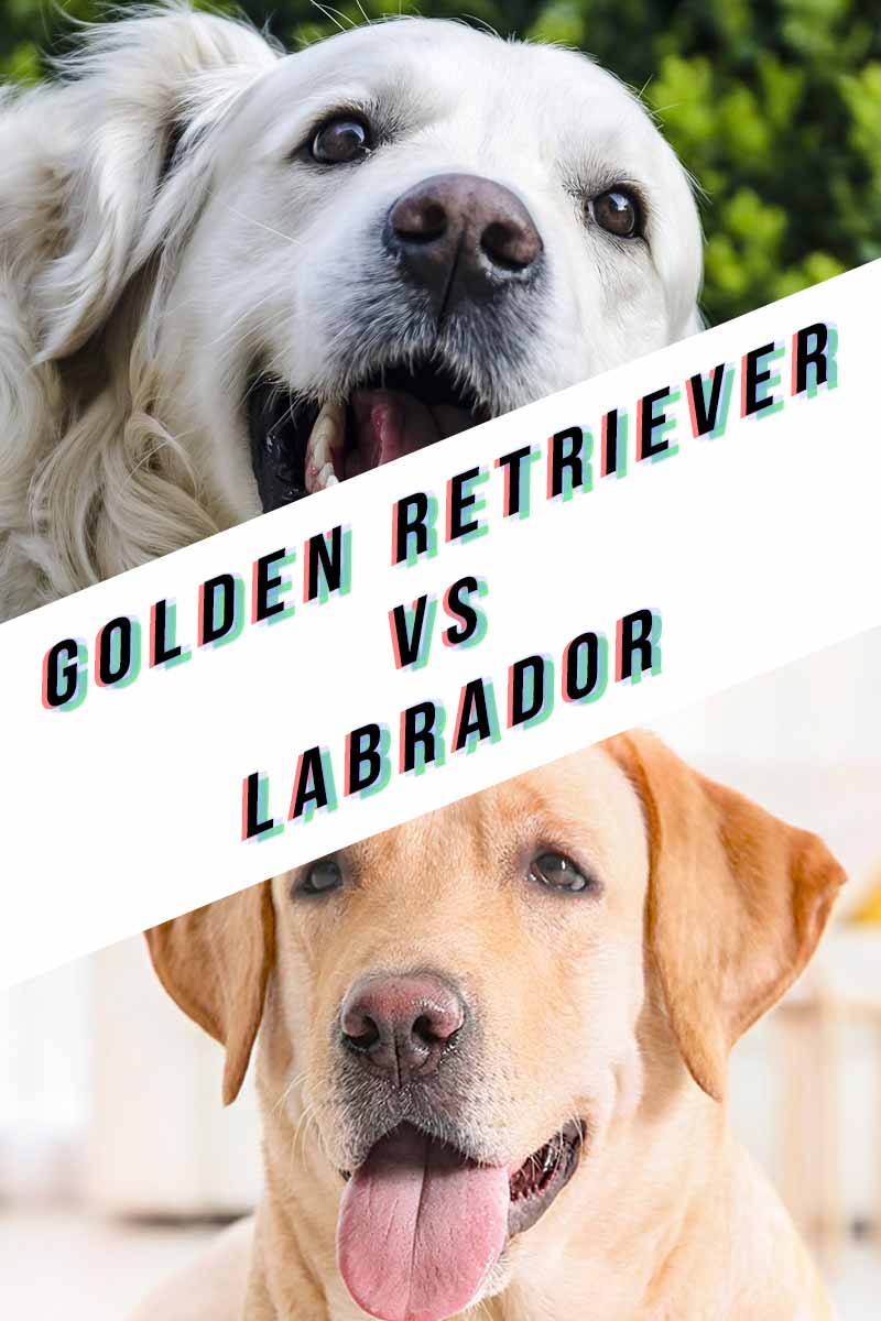 Golden Retriever vs Labrador - A dog breed guide