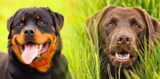 rottweiler lab mix