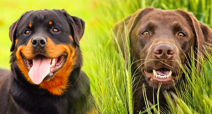 rottweiler and chocolate lab mix