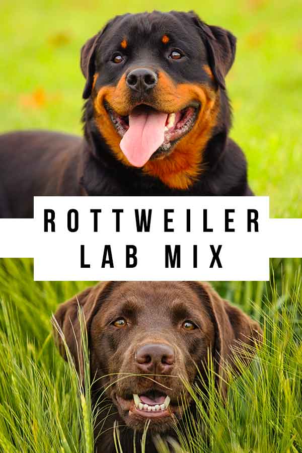 can a rottweiler be a hunting dog