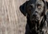 tough dog names