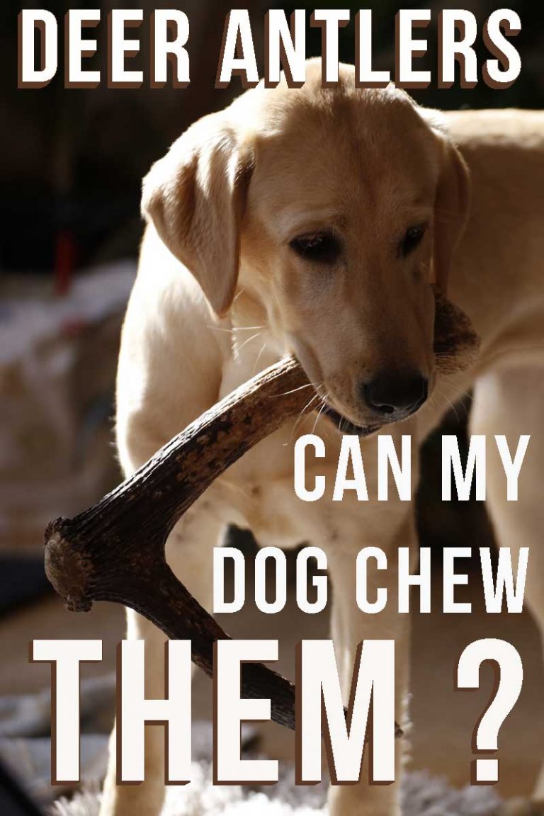 Are Antlers Safe For Dogs? A Guide To Antlers For Dogs