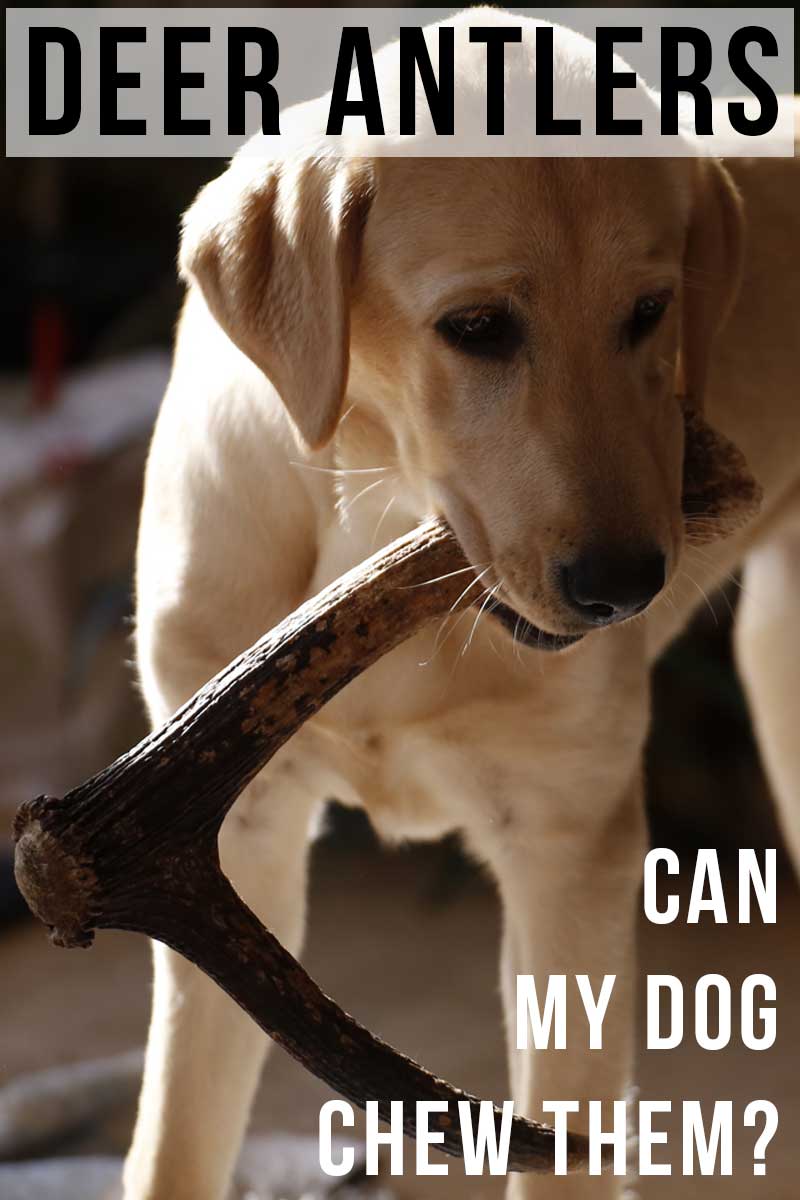 are antlers safe for dogs