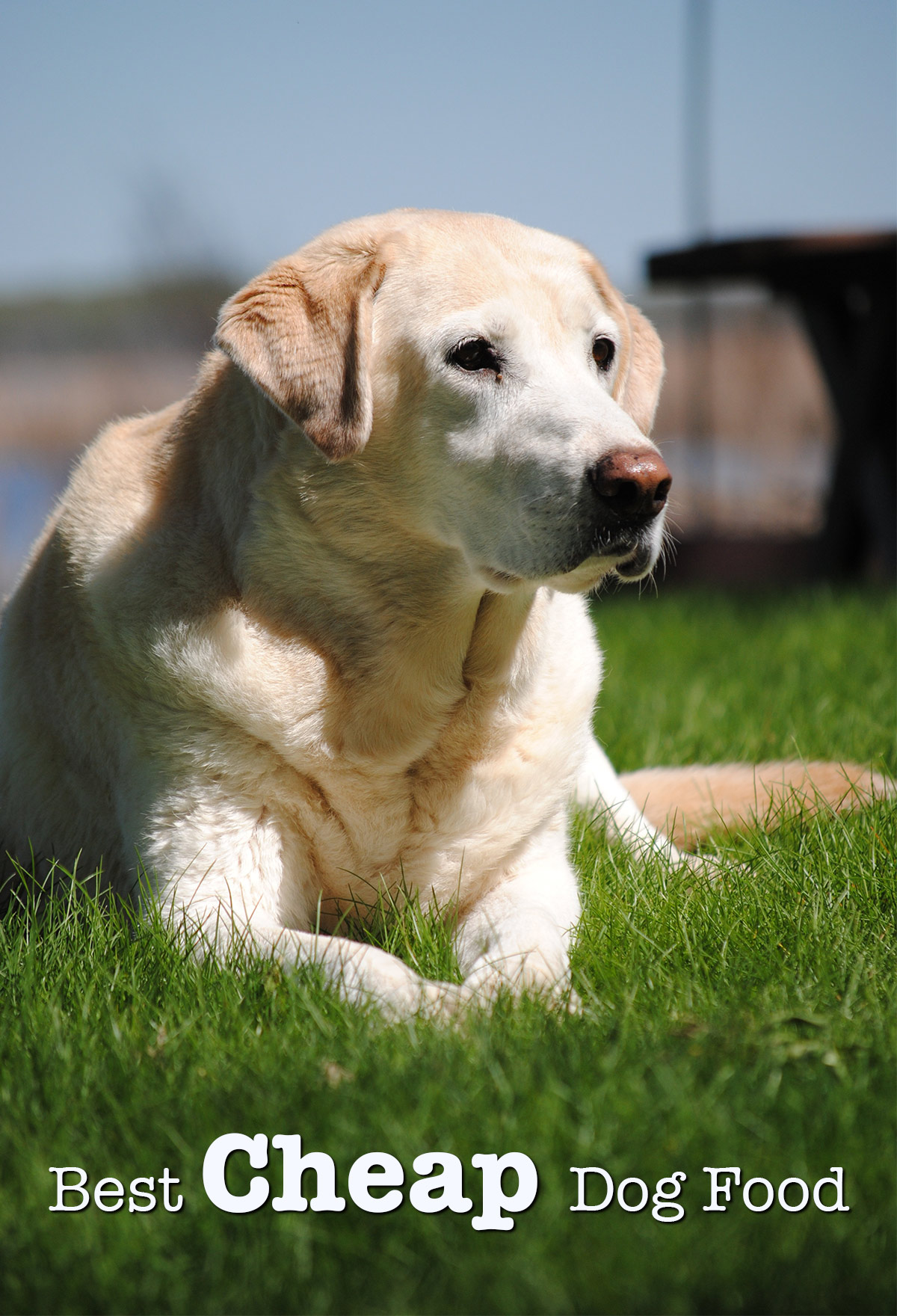 Best Cheap Dog Food Healthy Natural Organic Grain Free Options best-cheap-dog-food-healthy-natural-organic-grain-free-options