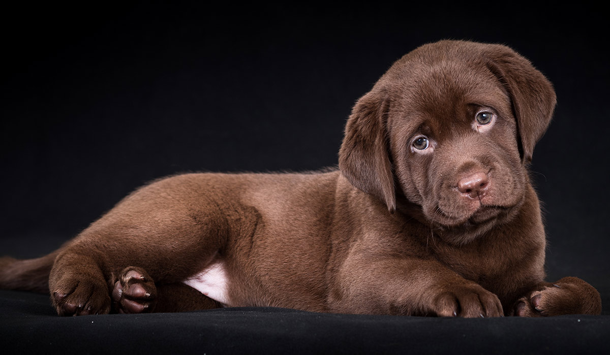Dog Names - The Top Dog Names In 2021 - Hundreds of Awesome Ideas