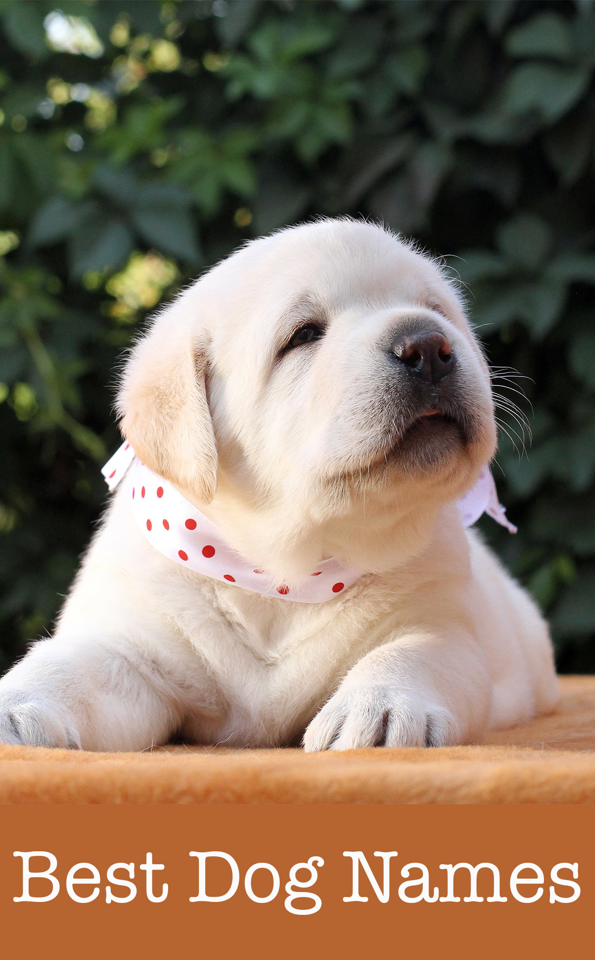 Best Dog Names Hundreds Of Fun And Fabulous Ideas To Choose From