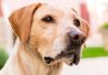 best flea treatments for dogs