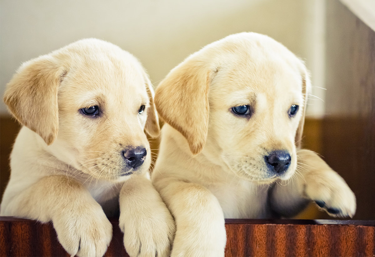 Find The Very Best Dog Quotes For Every Occasion Find The Very Best Dog Quotes For Every Occasion