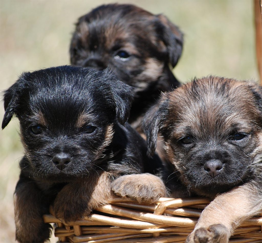 border terrier