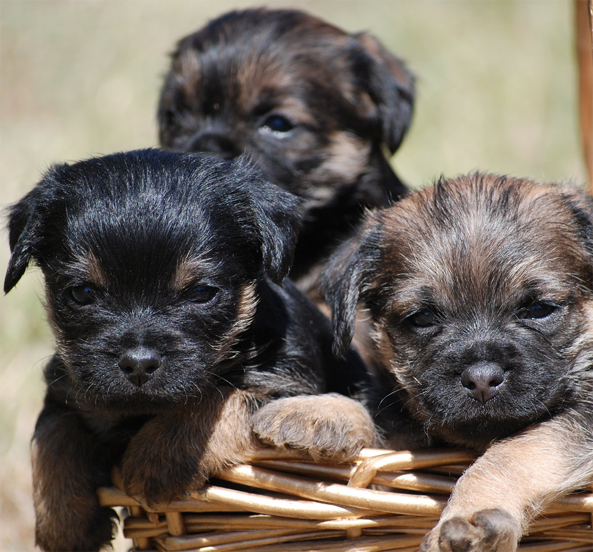 staffy x yorkie