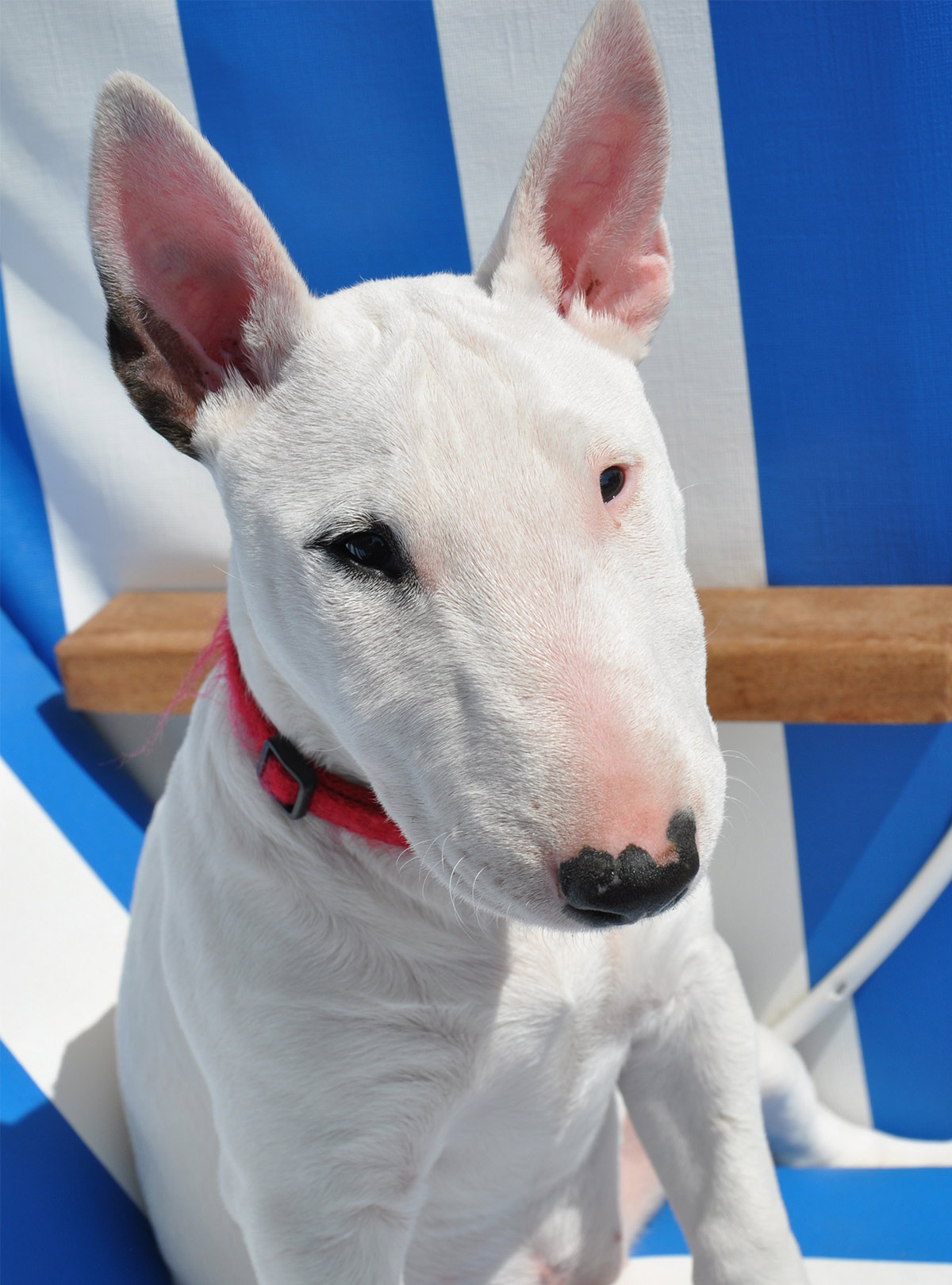 bull terrier and lab mix