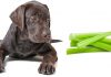 dogs eat celery the labrador site dogs eat celery the labrador site