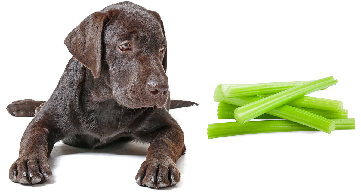 can dogs have celery