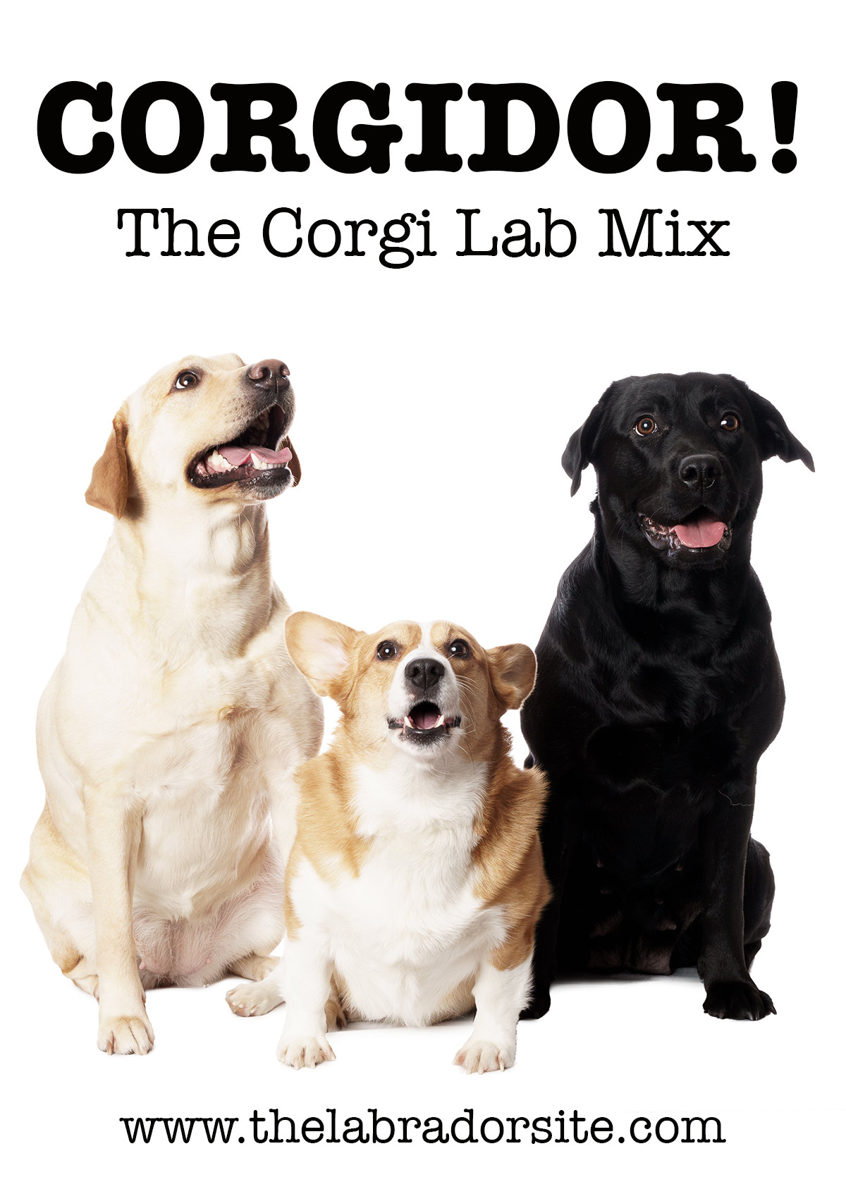 Corgi Lab Mix - Corgidor