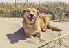 Corgi Lab Mix - Corgidor