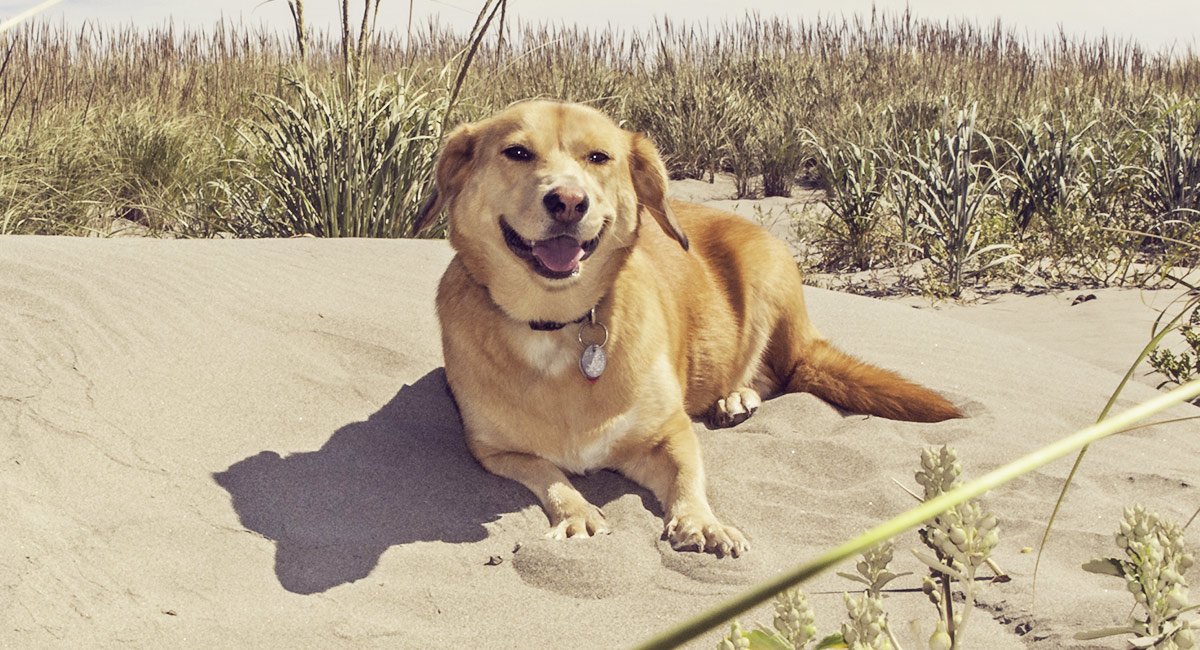 black lab corgi mix