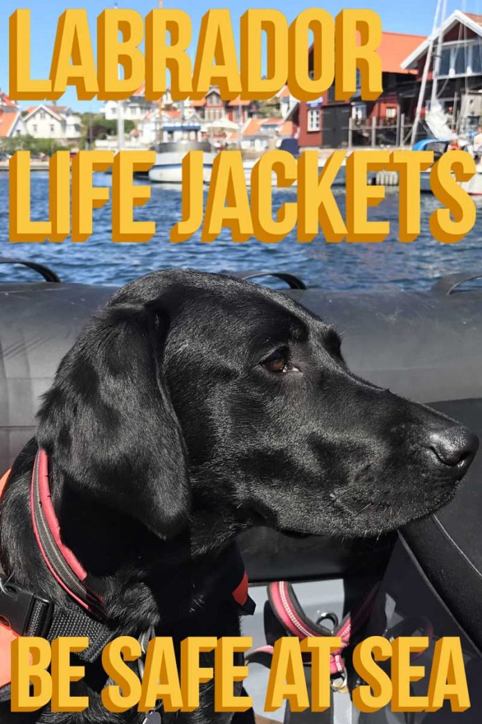 Dog Life Jackets Choosing The Right One For Your Pup
