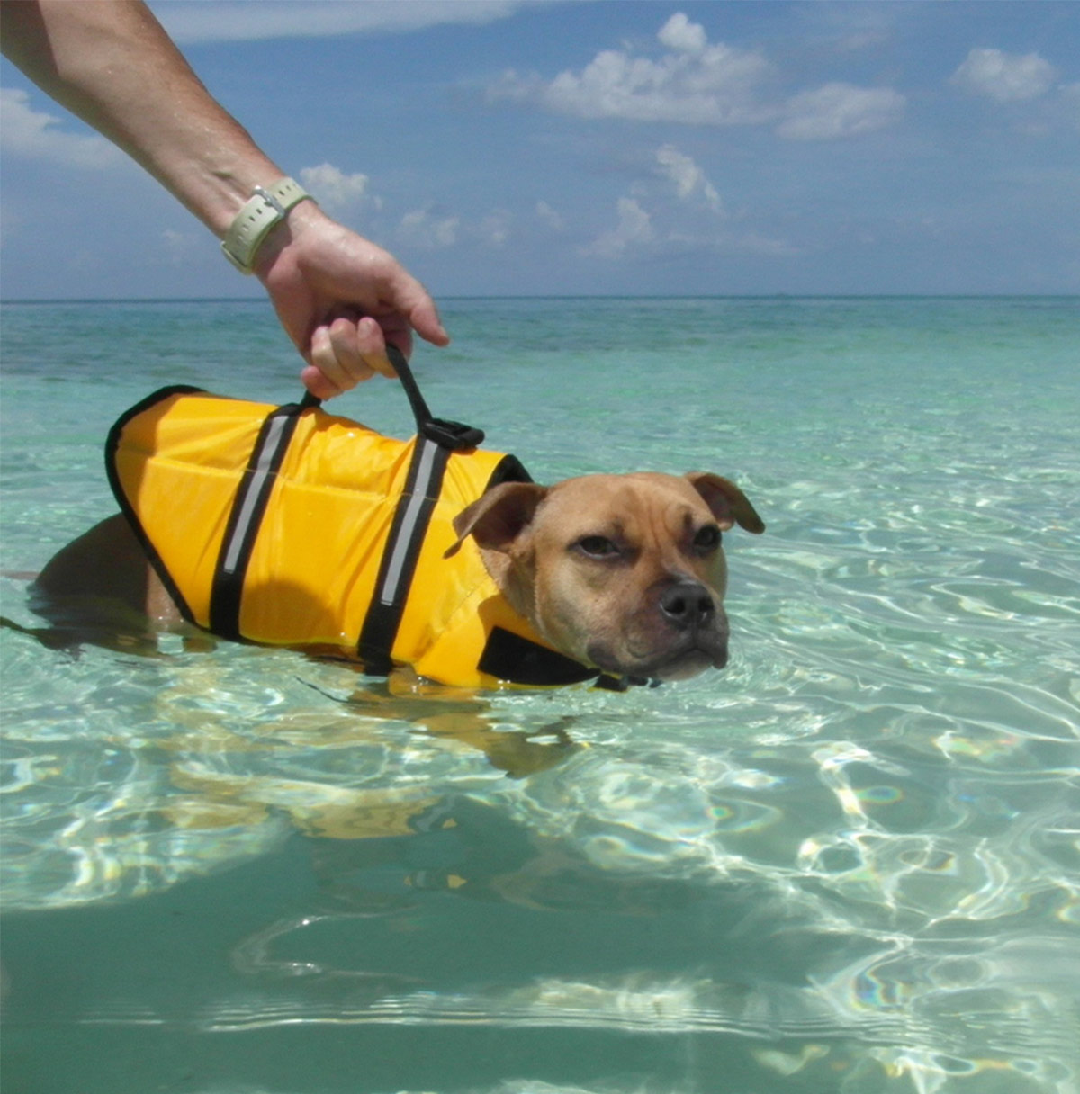 lab life jacket