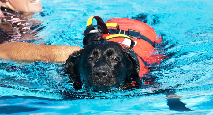 dog in life vest