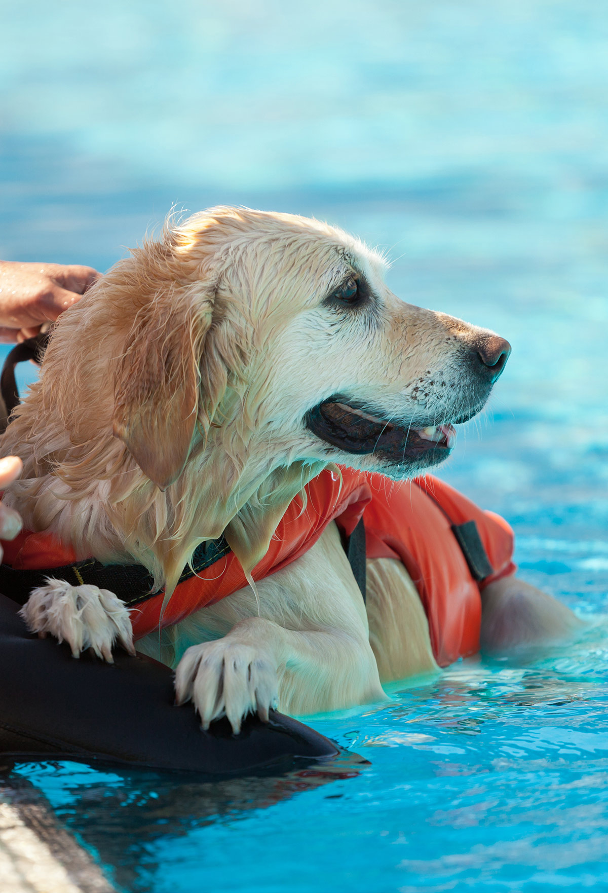 haocoo dog life jacket