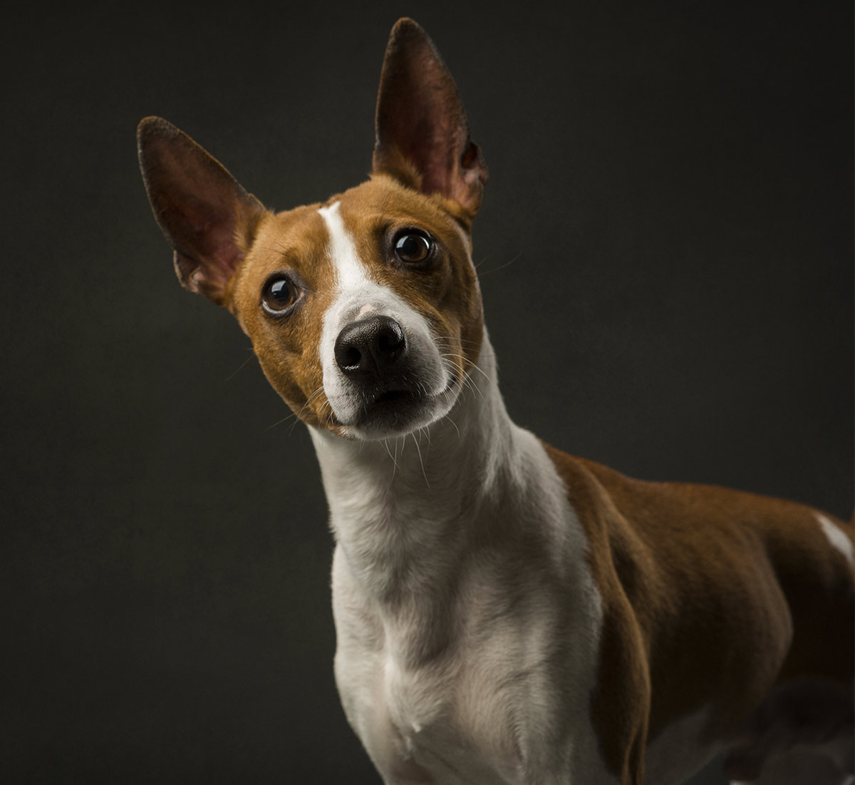 foxhound terrier mix