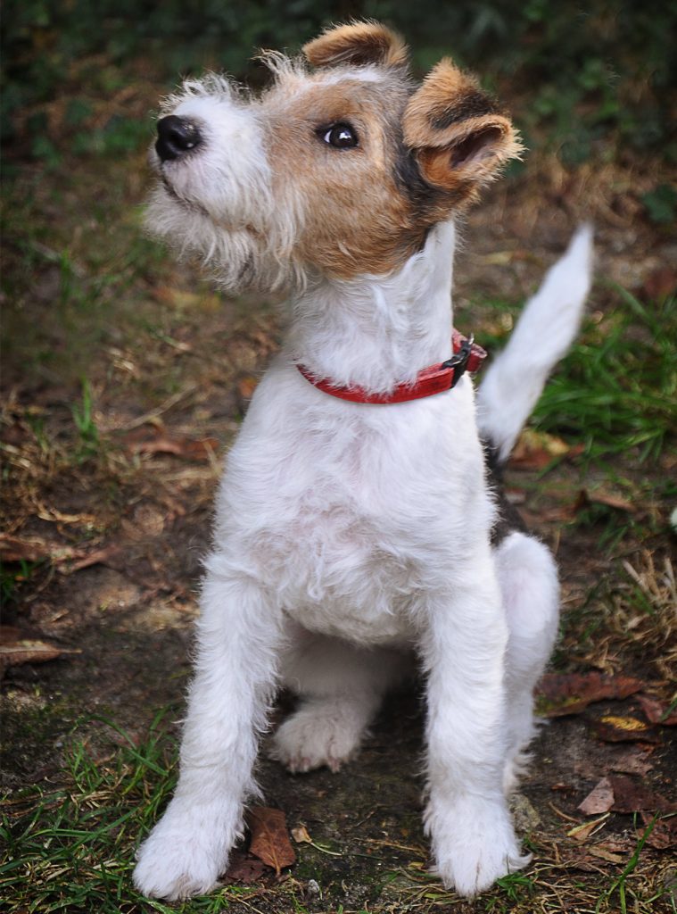 Fox terrier