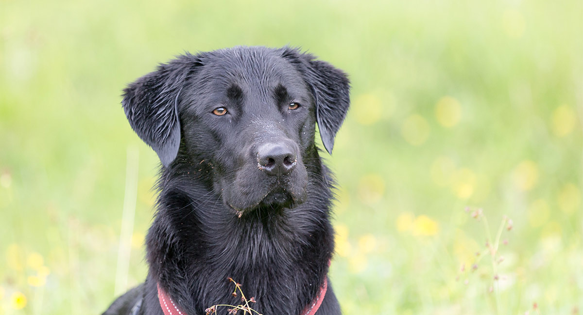 black lab golden retriever mix