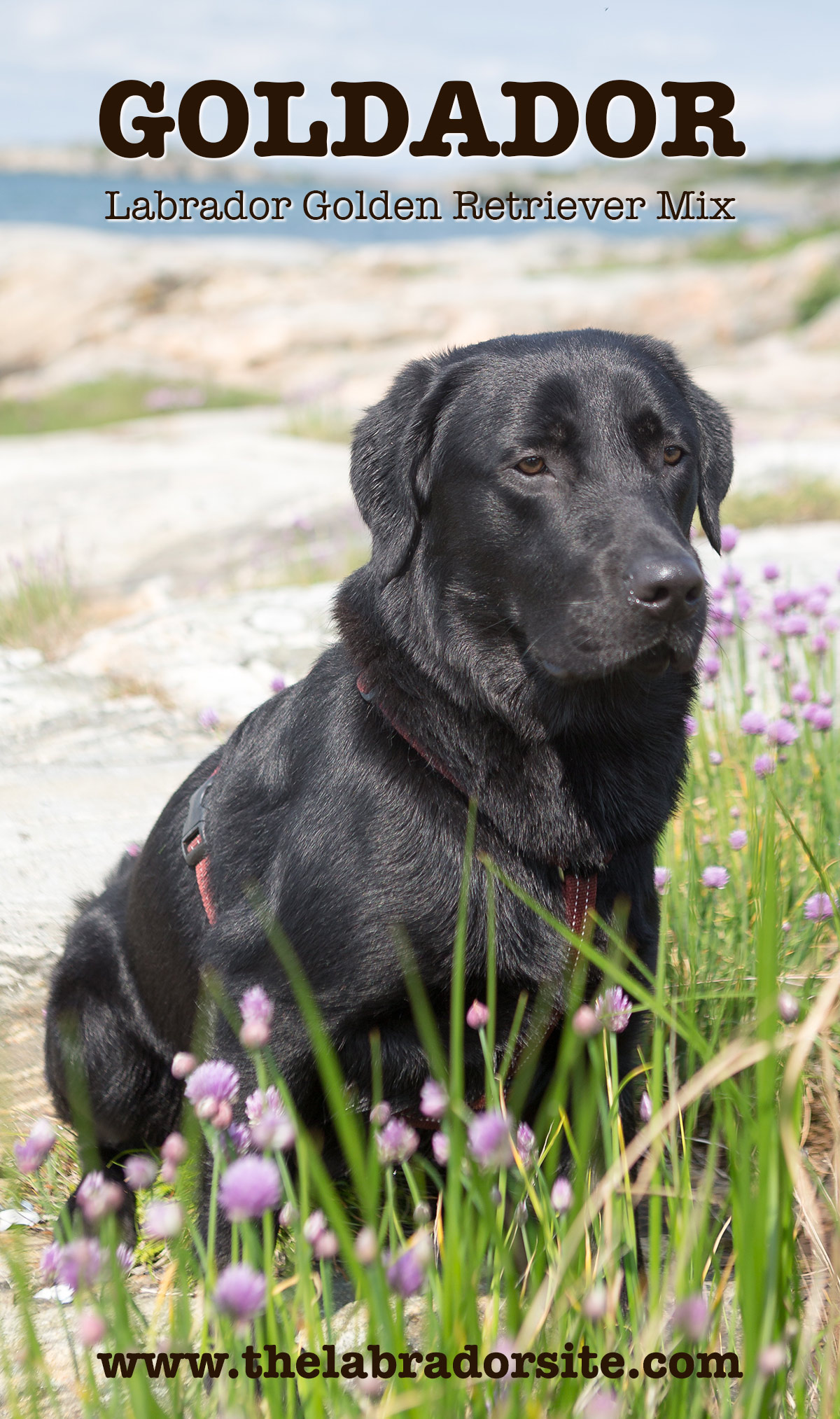 black haired golden retriever