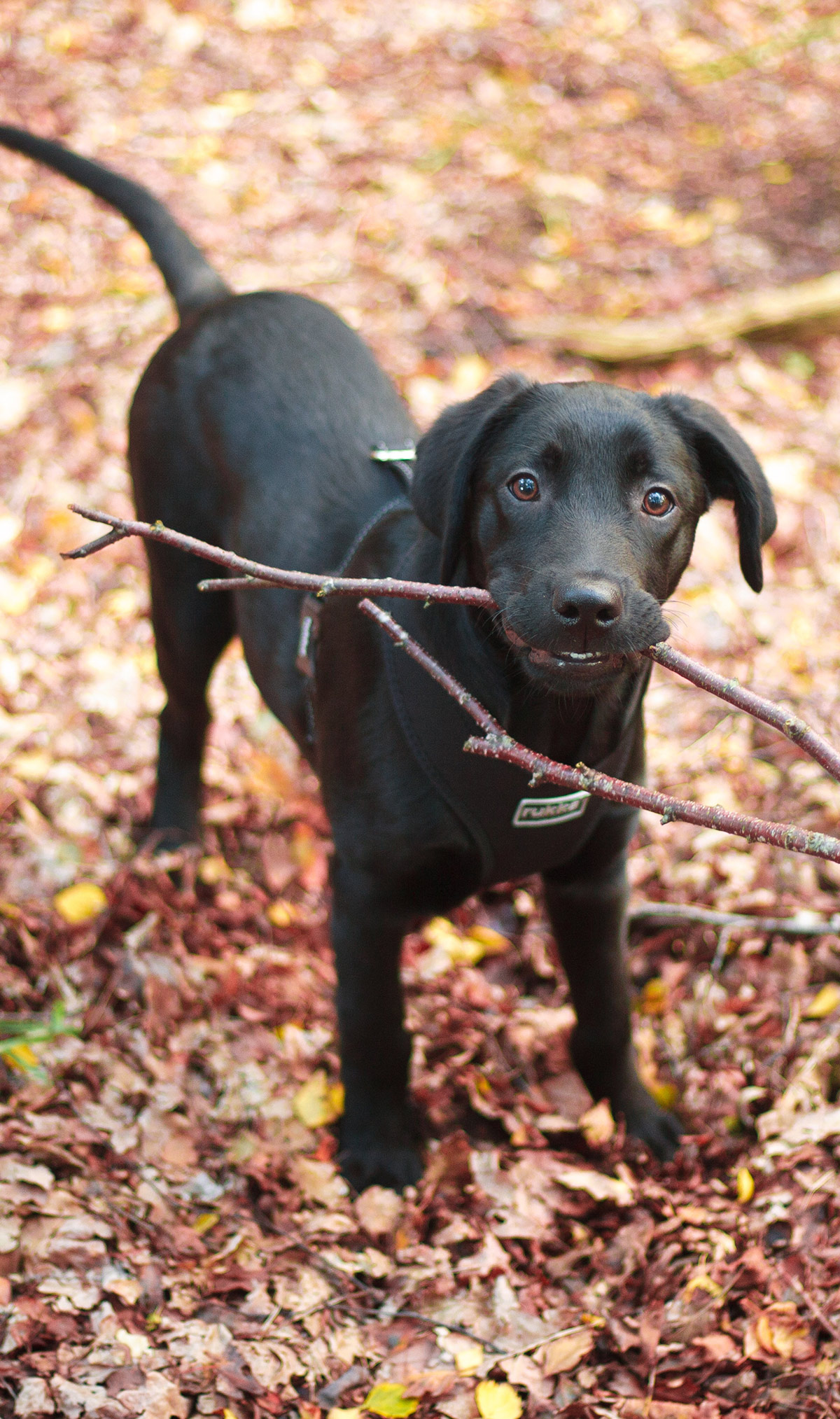 black lab yellow lab mix