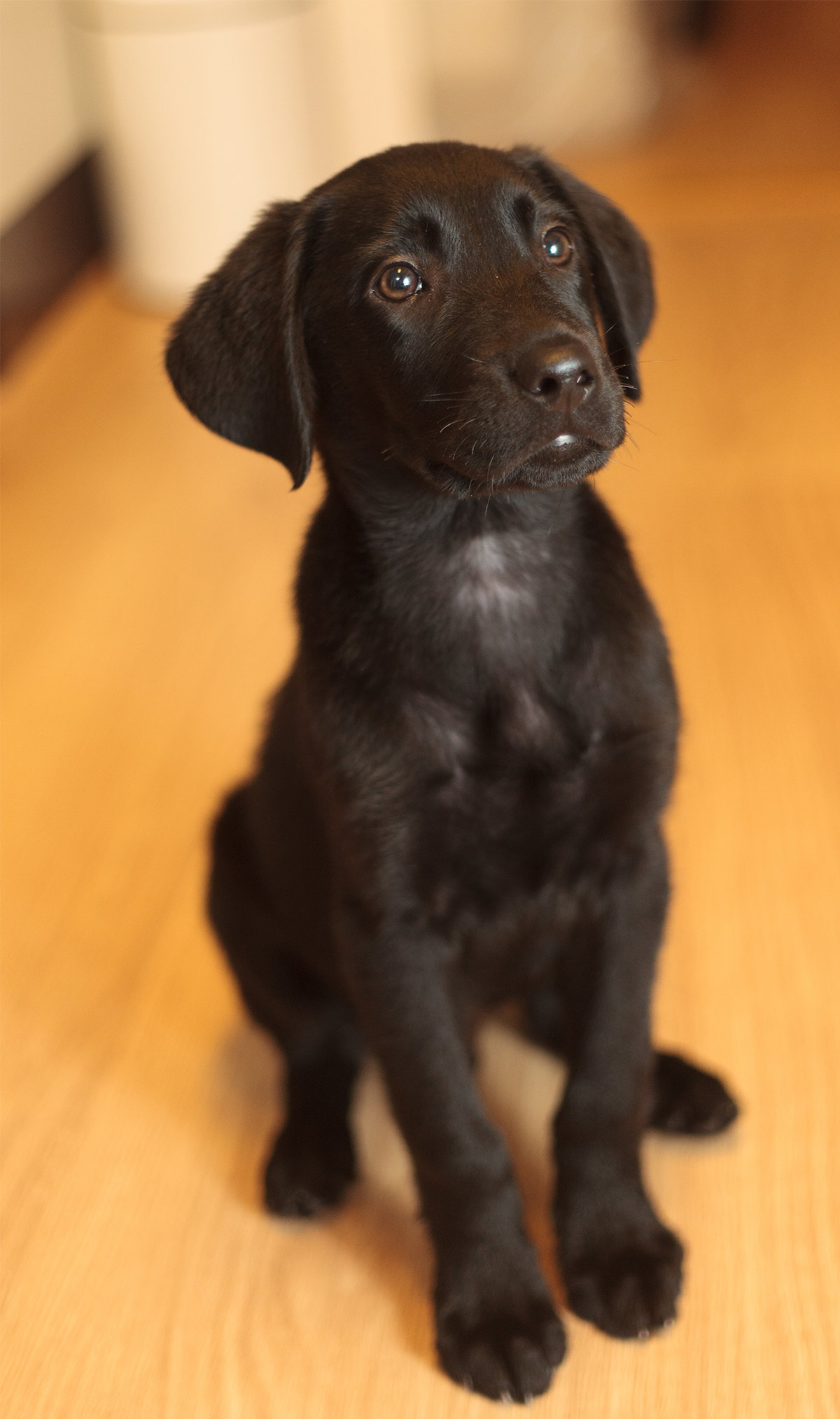 chocolate lab and golden retriever puppies