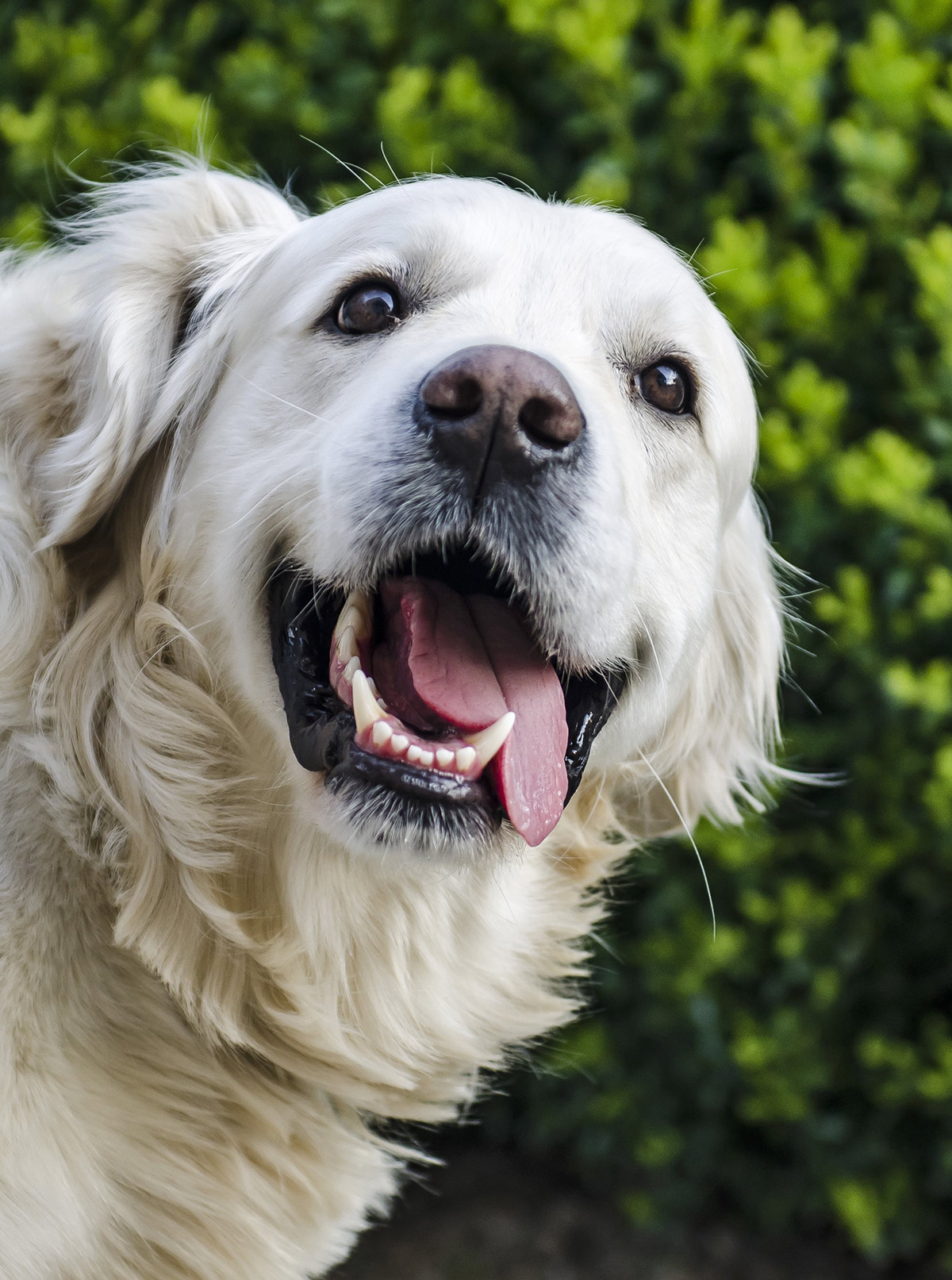 long haired yellow lab