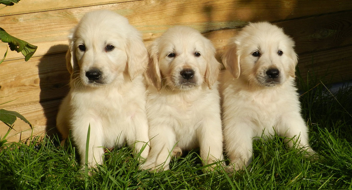 gold labradors