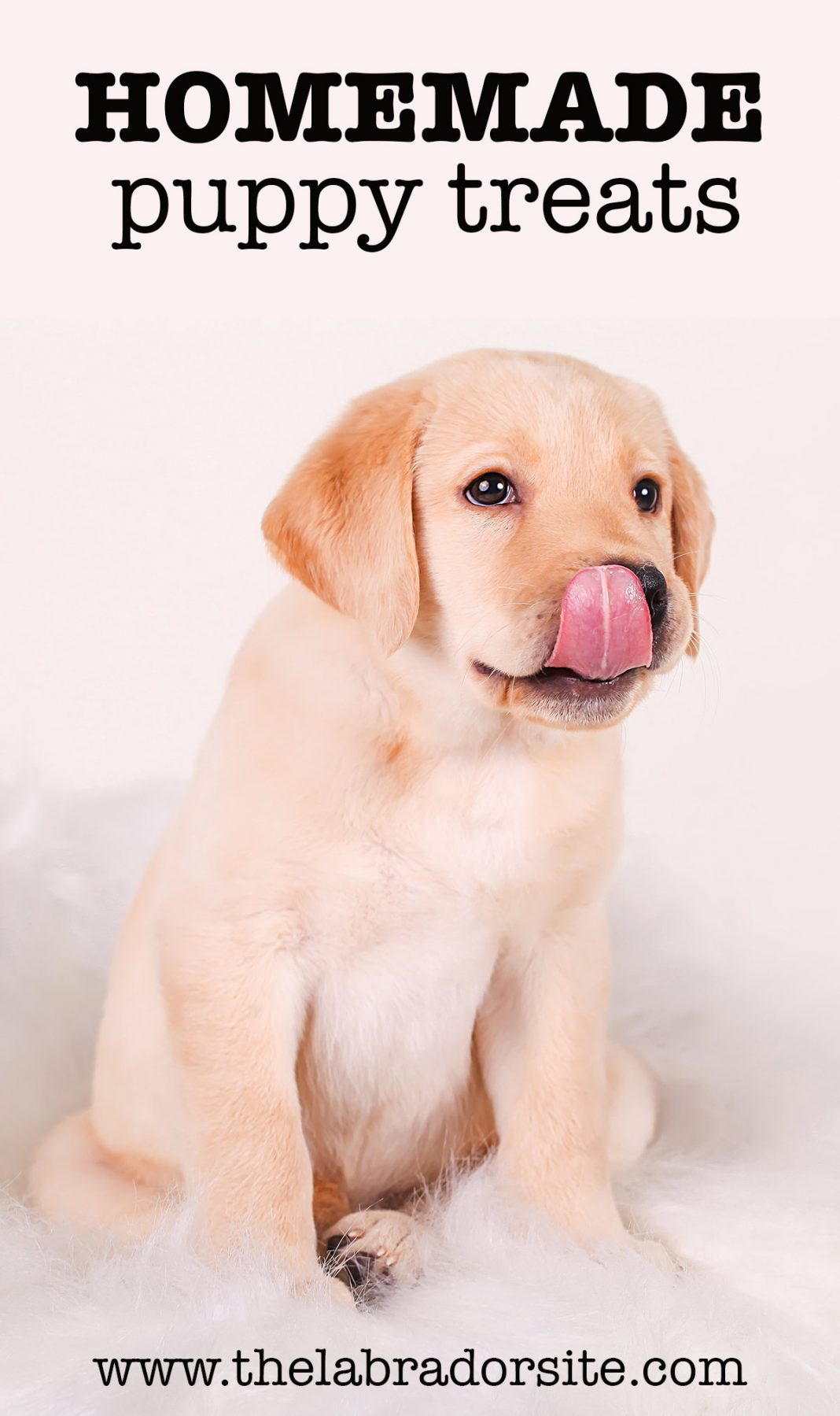 Homemade Puppy Treats DIY Recipes For Healthy Puppy Treats