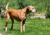 Lab Terrier mix