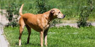 Lab Terrier mix