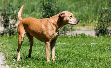 Lab Terrier mix